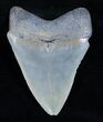 Inch Serrated Megalodon Tooth #3463-1